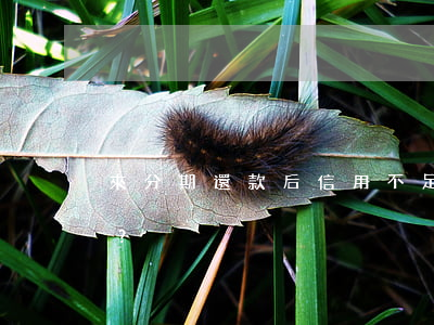 來分期還款后信用不足：如何解決？